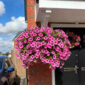 🔥Hot Sale 60% OFF🔥UV Resistant Artificial Petunias Flowers