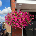 🔥Hot Sale 60% OFF🔥UV Resistant Artificial Petunias Flowers